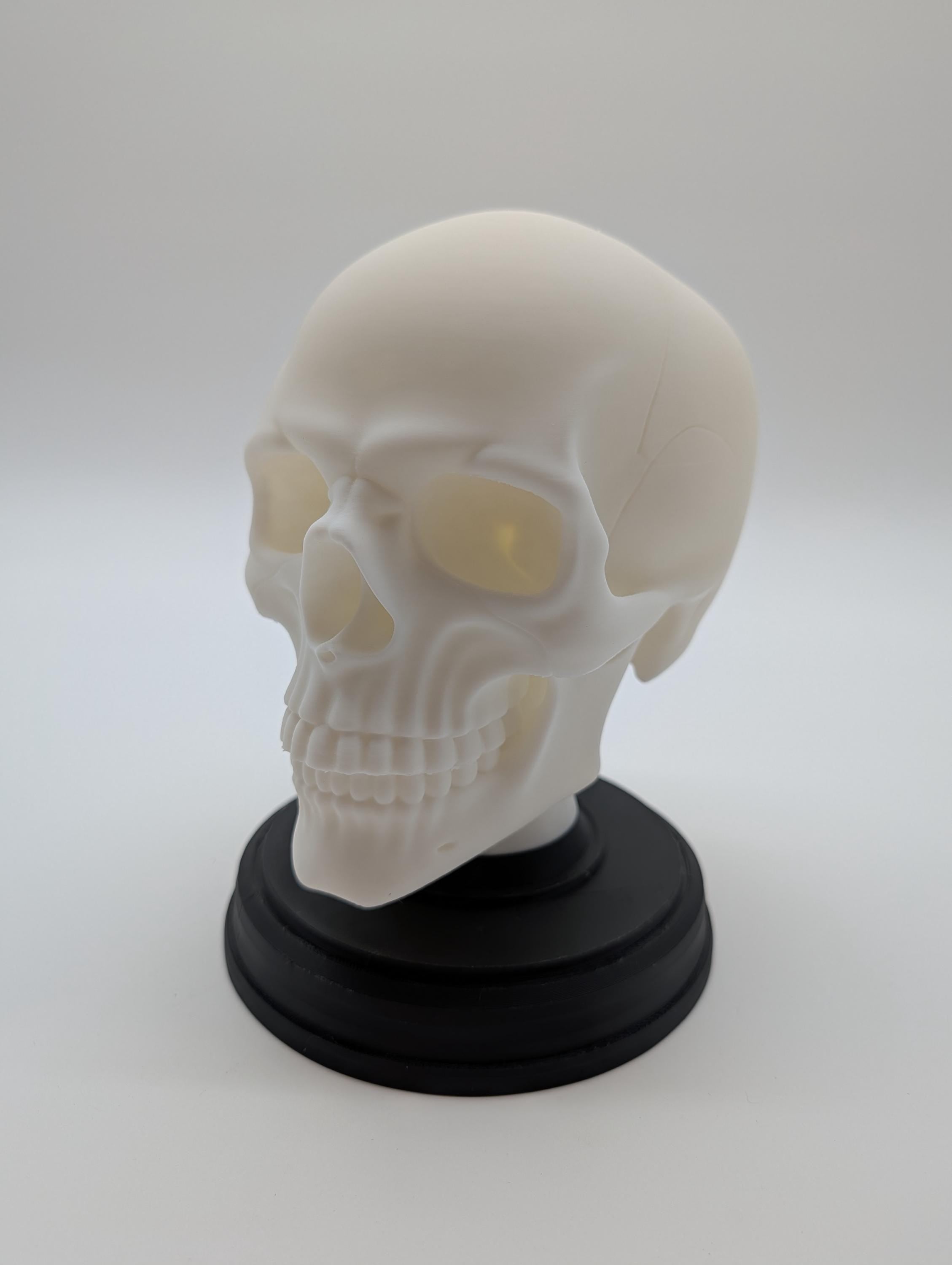 Gothic Human Skeleton with Stand